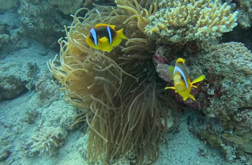 Egyiptom - Dahab, Lighthouse DC - 2025