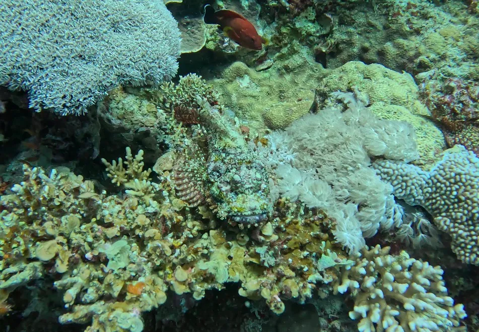 Egyiptom - Dahab, Lighthouse DC - 2025