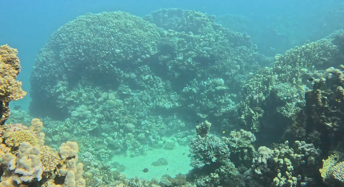 Egyiptom - Dahab, Lighthouse DC - 2025