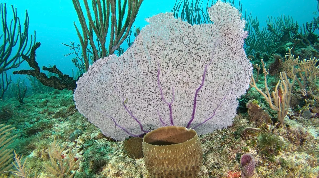 Mexikó - Playa Del Carmen, Xico Dive Center - 2026