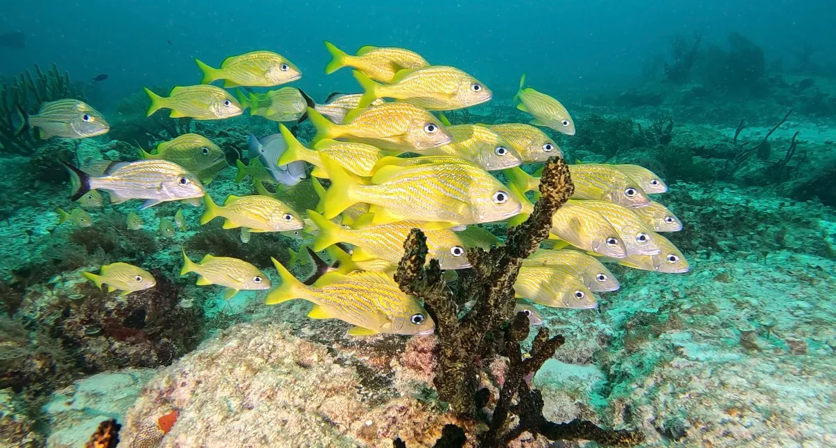 Mexikó - Playa Del Carmen, Xico Dive Center - 2026