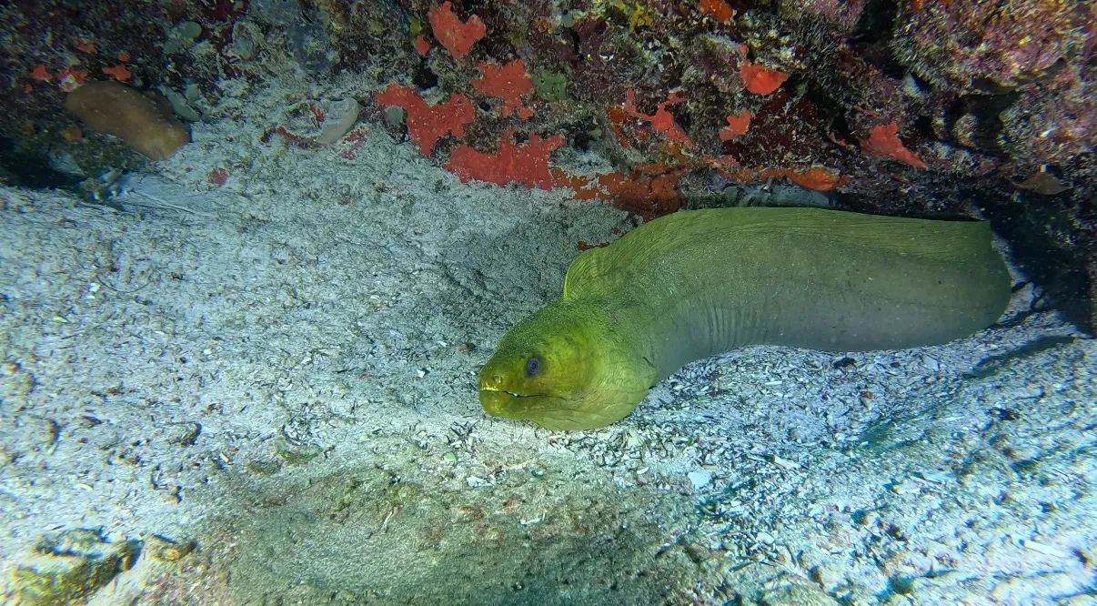 Mexikó - Playa Del Carmen, Xico Dive Center - 2026