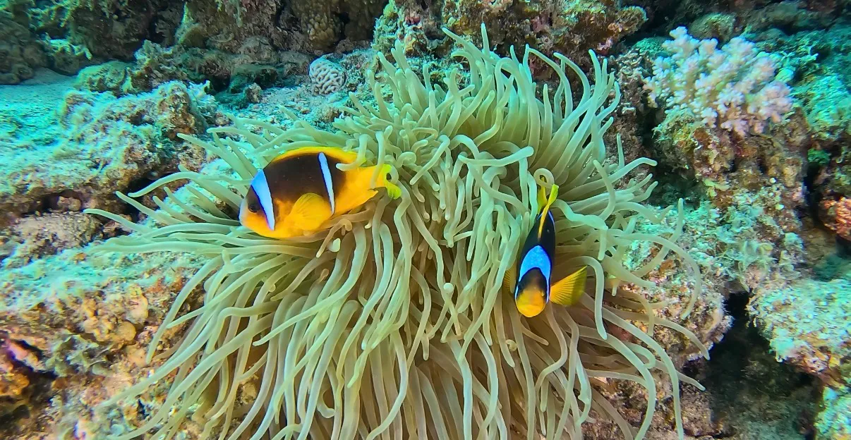 Egyiptom - Dahab, Lighthouse DC - 2026 Június