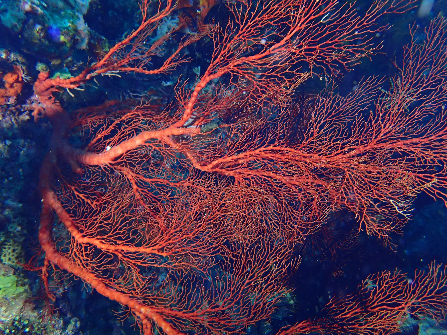 Indonézia - Raja Ampat & Triton Bay - 2024
