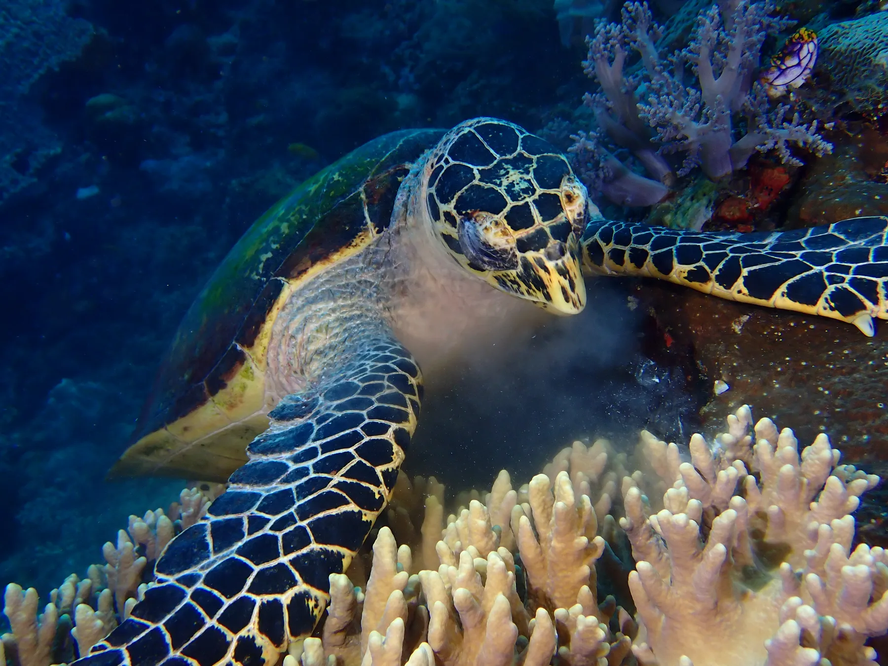 Indonézia - Raja Ampat & Triton Bay - 2024