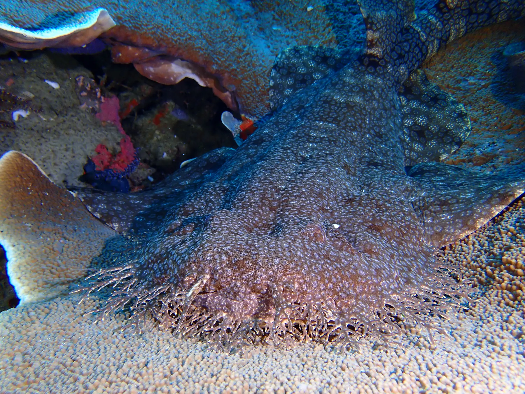 Indonézia - Raja Ampat & Triton Bay - 2024