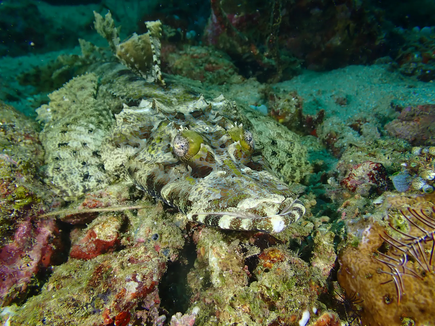Indonézia - Raja Ampat & Triton Bay - 2024